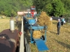 thrashing-baling-2011